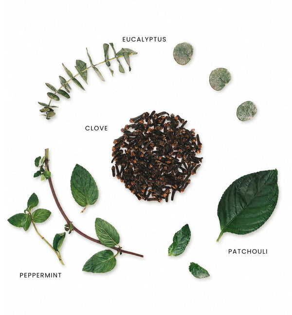 Menthe